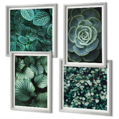 Mur de tableaux Feuilles vertes de plantes succulentes élégantes