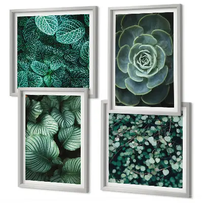 Ensemble de 4 tableaux représentant des feuilles succulentes vertes