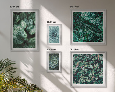 Lot de tableaux encadrés Feuilles de plantes succulentes nature