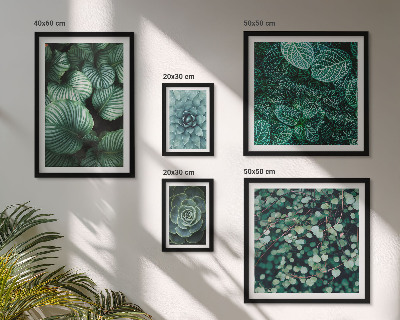 Lot de tableaux encadrés Feuilles de plantes succulentes nature